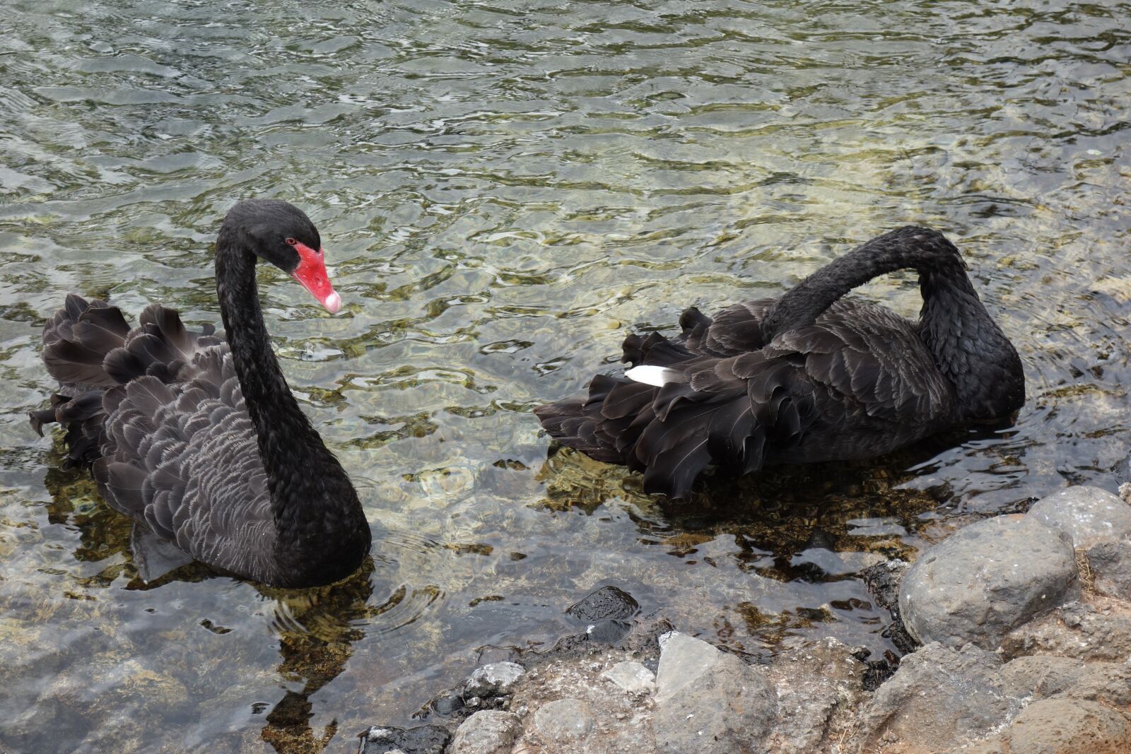 Sony Cyber-shot DSC-RX100 sample photo. Black swans, lake, pond photography