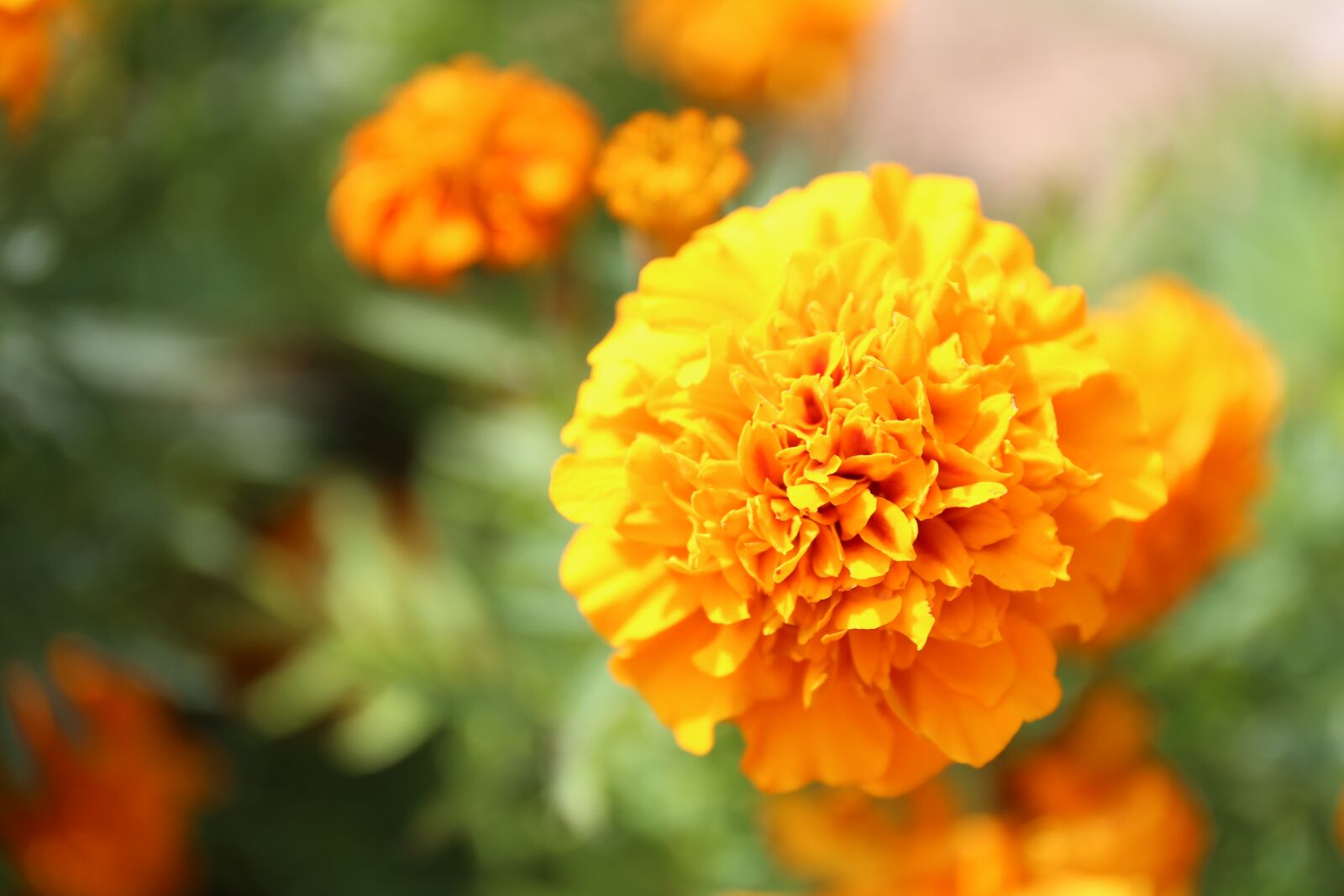 Canon EF 24-70mm F4L IS USM sample photo. Flower, nature, plant photography