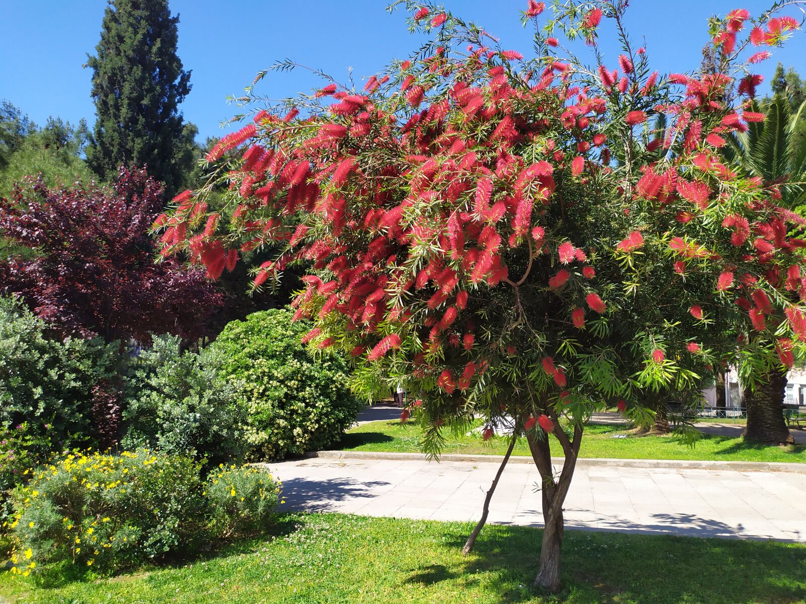 Xiaomi Redmi Note 7 sample photo. Athens, city, park photography