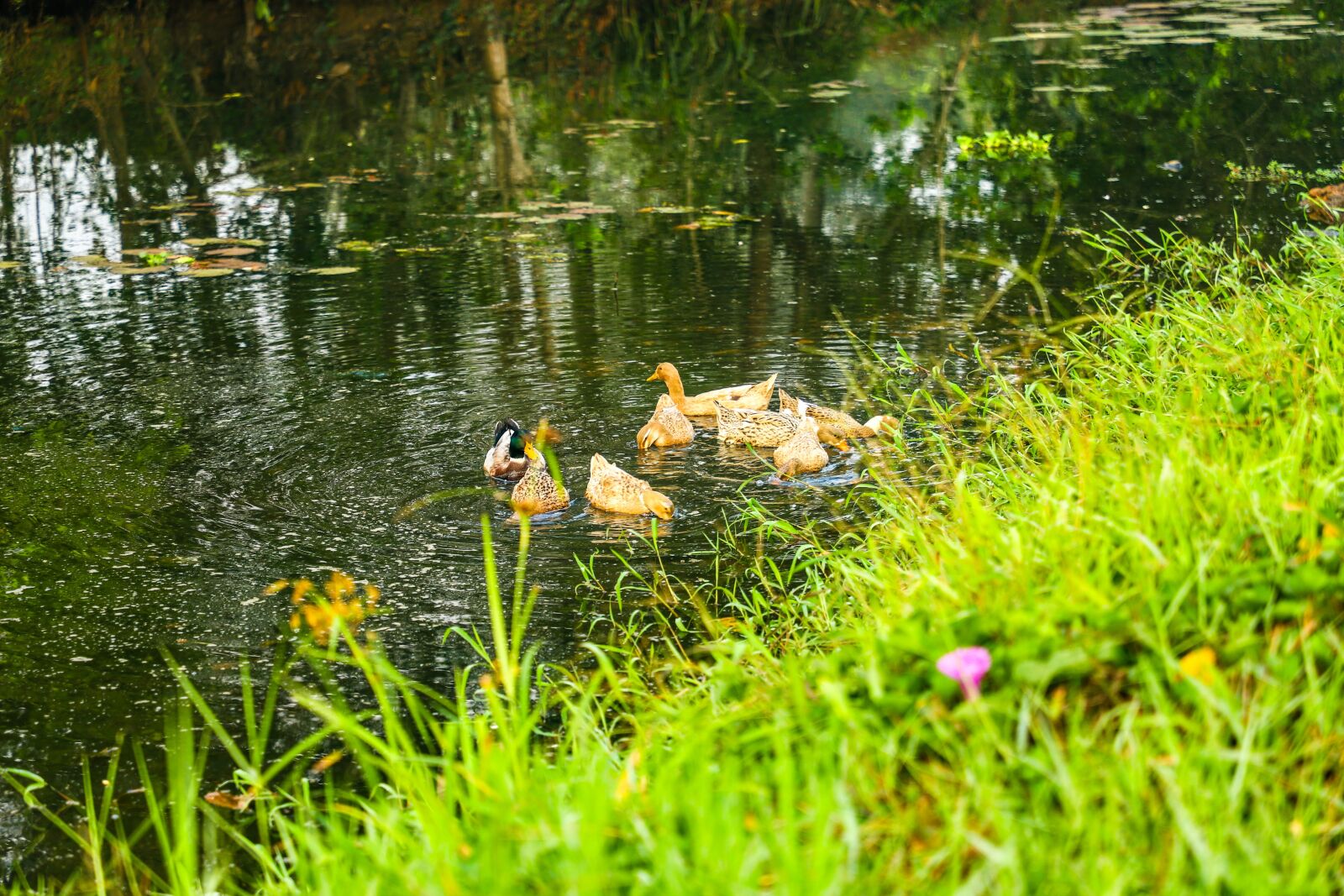 Canon EOS 6D Mark II sample photo. Nature, fog, green photography