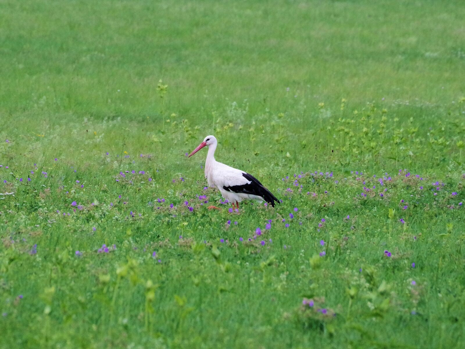 Pentax K-70 sample photo. White stork, meadow, stork photography