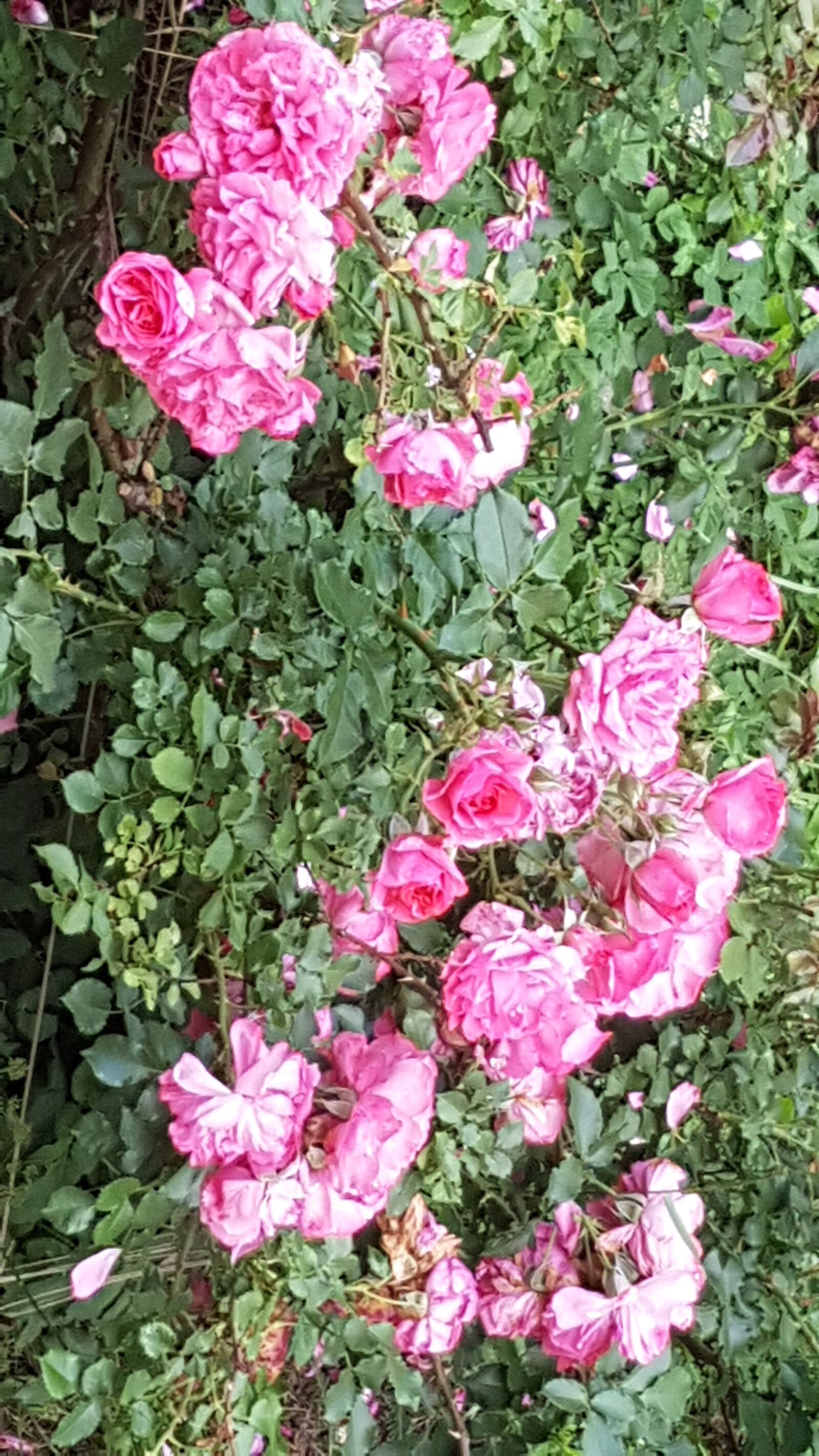 Samsung Galaxy S7 sample photo. Summer, flower, rose photography