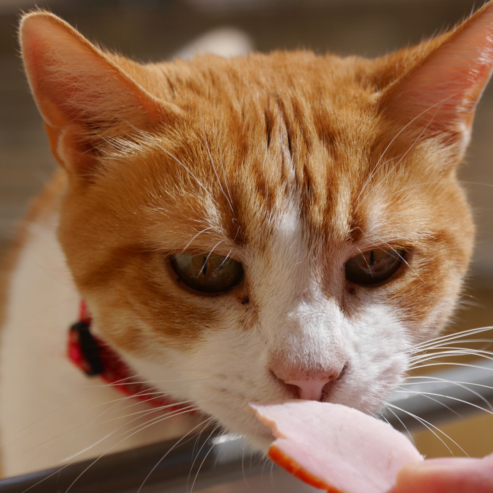 Panasonic Lumix DMC-G6 sample photo. Cat, pet, feed photography
