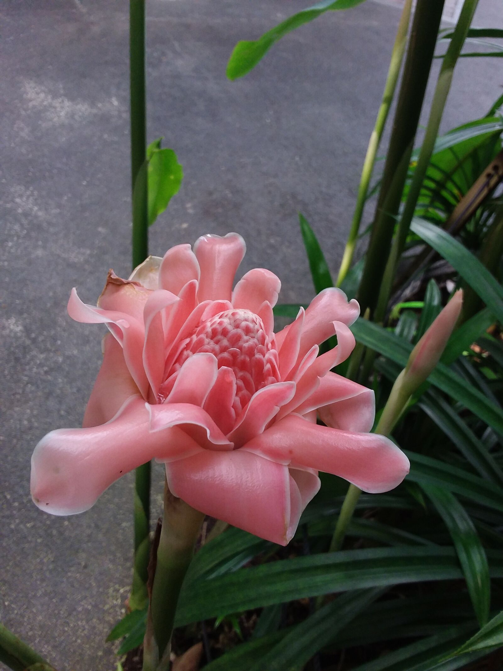Samsung Galaxy Tab S2 sample photo. Flower, flora, nature photography