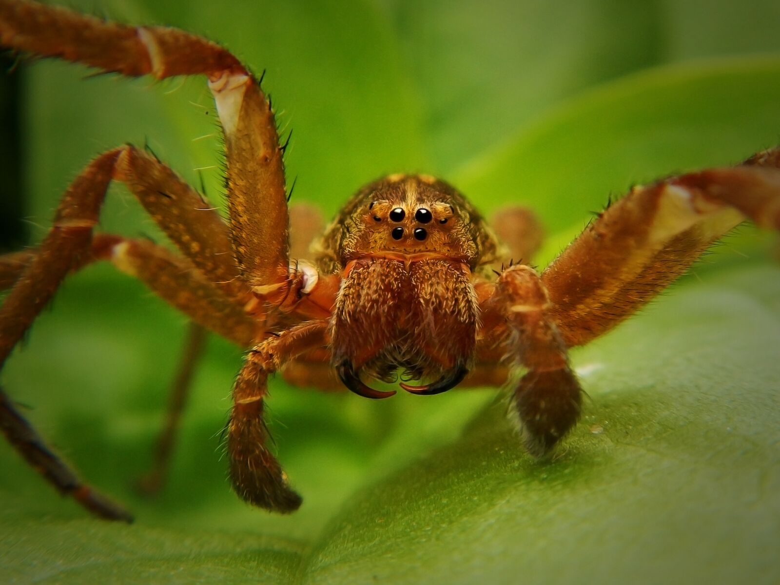 Nikon Coolpix AW110 sample photo. Spider, web, tarantula photography