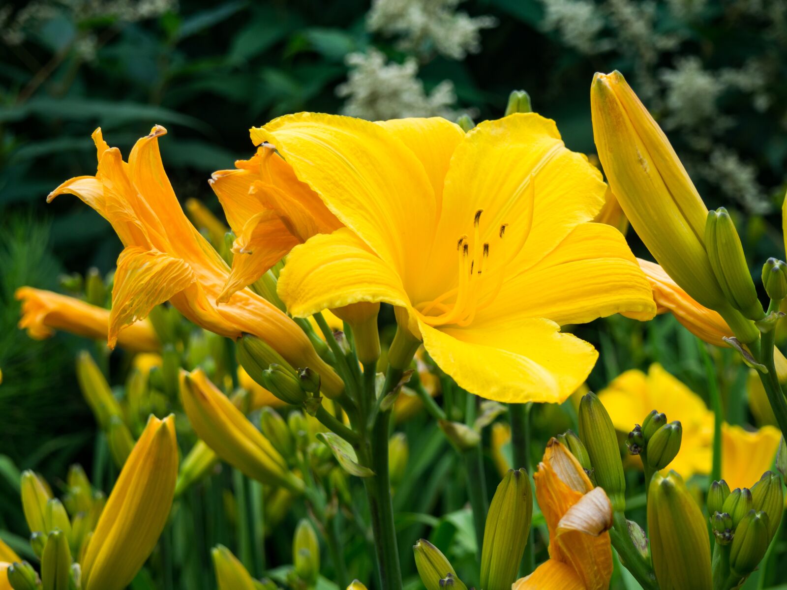 Olympus OM-D E-M10 sample photo. Yellow, petals, flowers photography