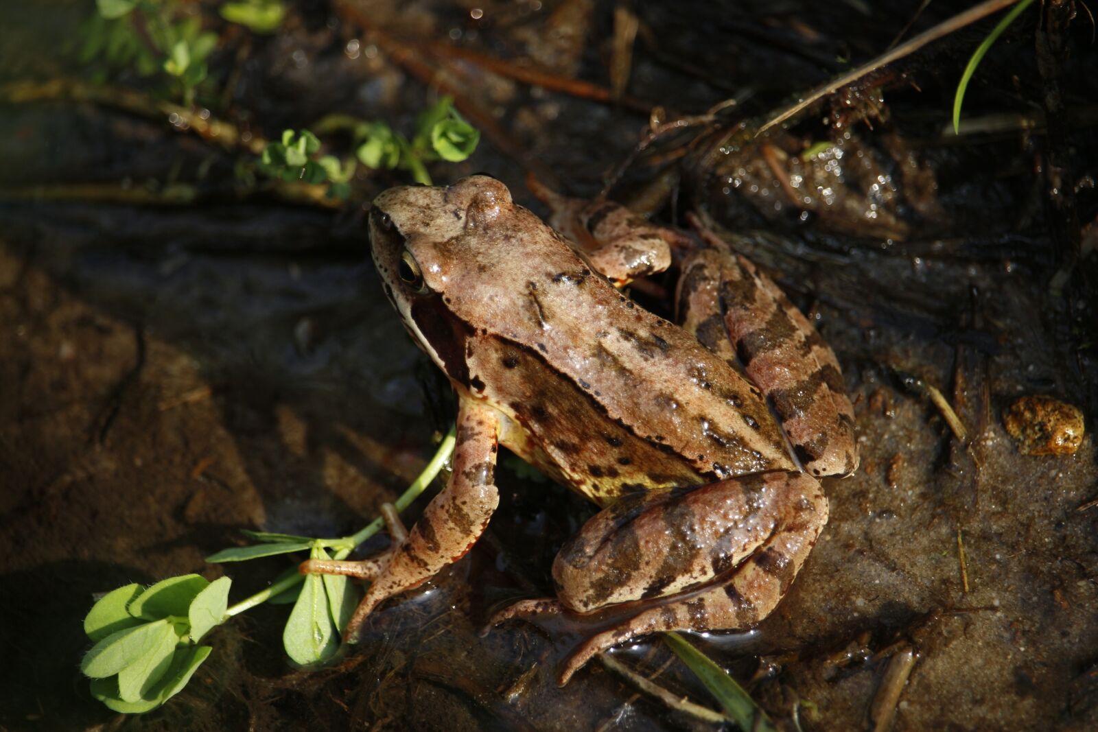 Canon EF-S 55-250mm F4-5.6 IS STM sample photo. Frog, toad, amphibians photography