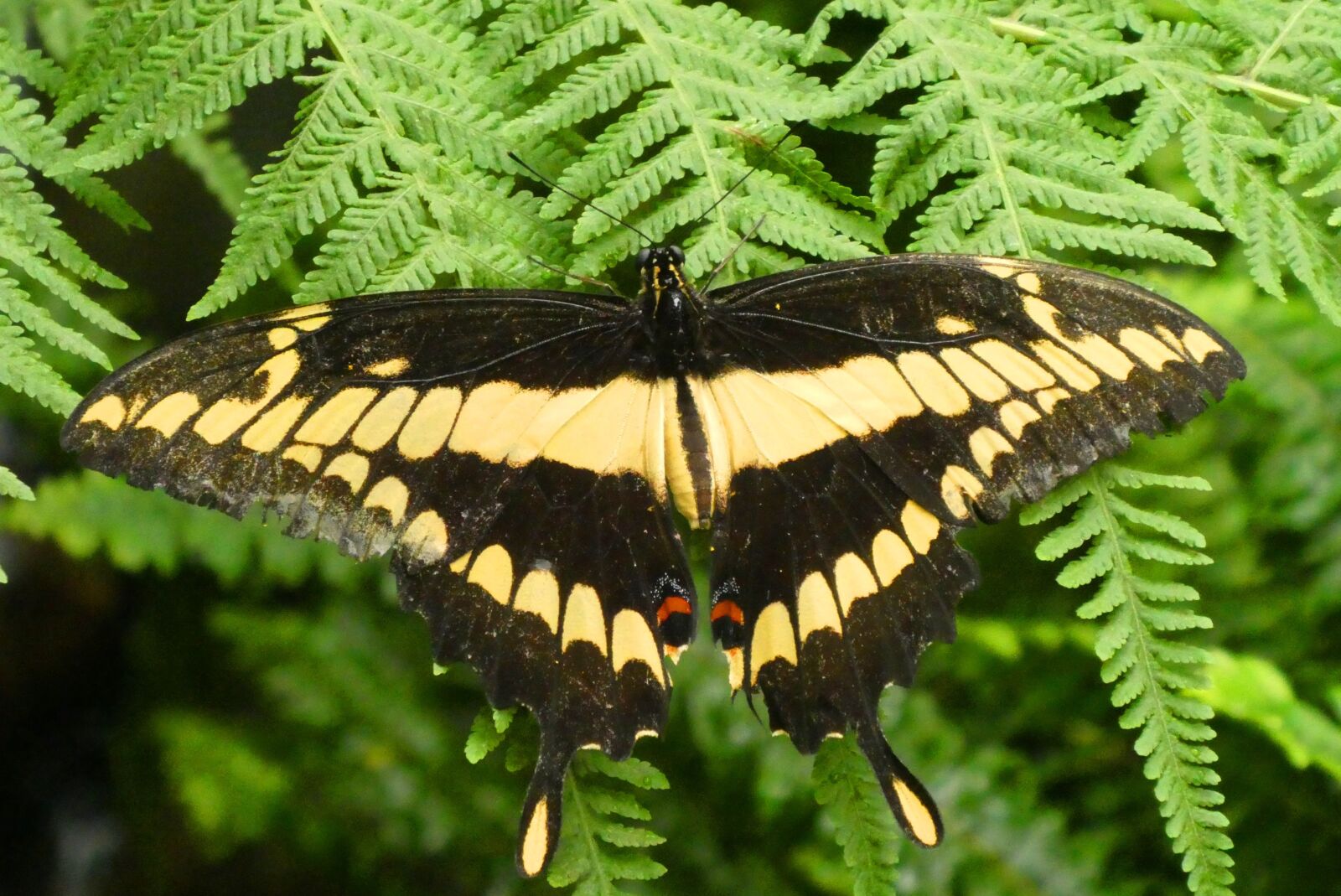 Panasonic Lumix DC-ZS70 (Lumix DC-TZ90) sample photo. Butterfly, butterfly garden, fauna photography