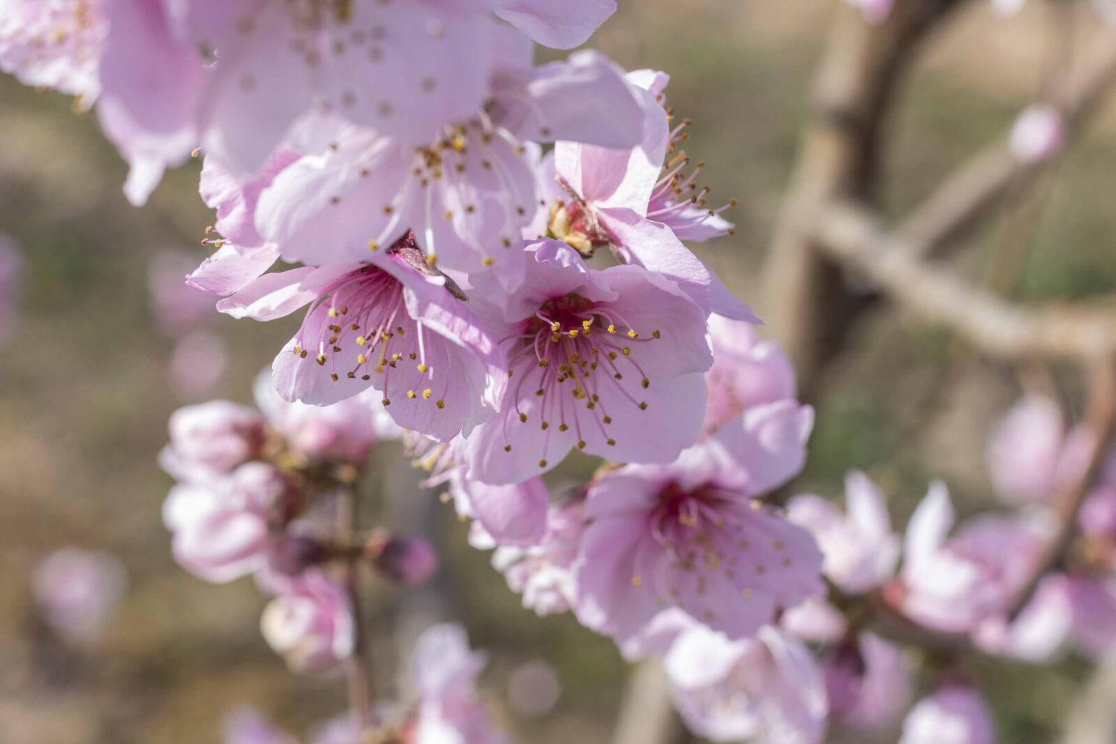 Canon EF 50mm F1.8 STM sample photo. Flowers, spring, flower photography