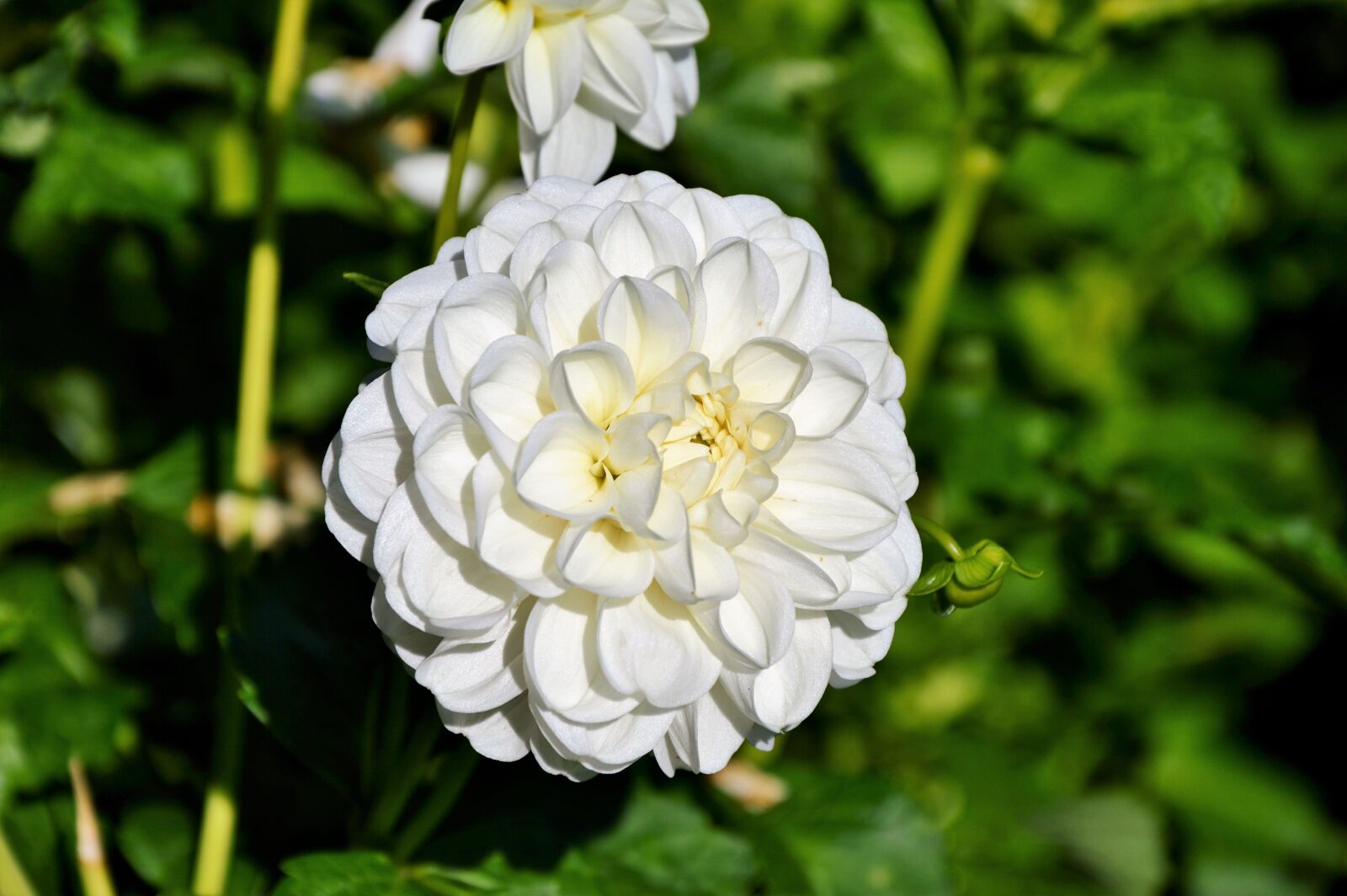 Nikon D3200 sample photo. Dahlia, dahlia flower, flower photography
