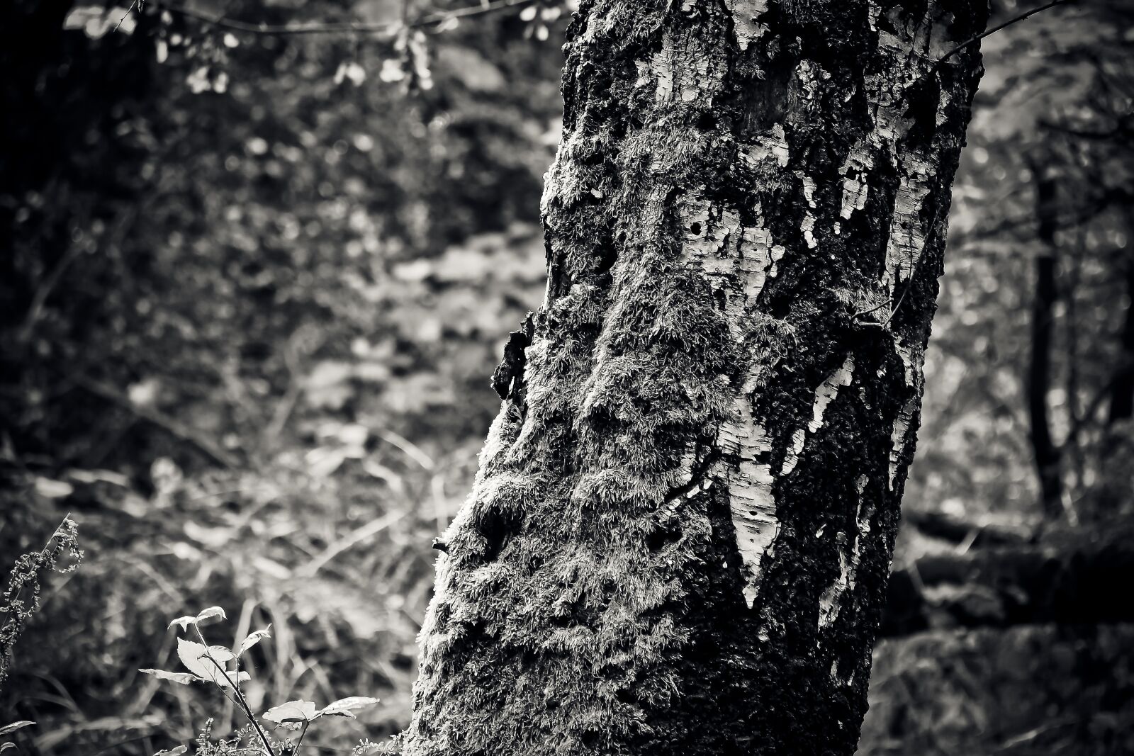 Olympus OM-D E-M10 sample photo. Tree, birch, nature photography