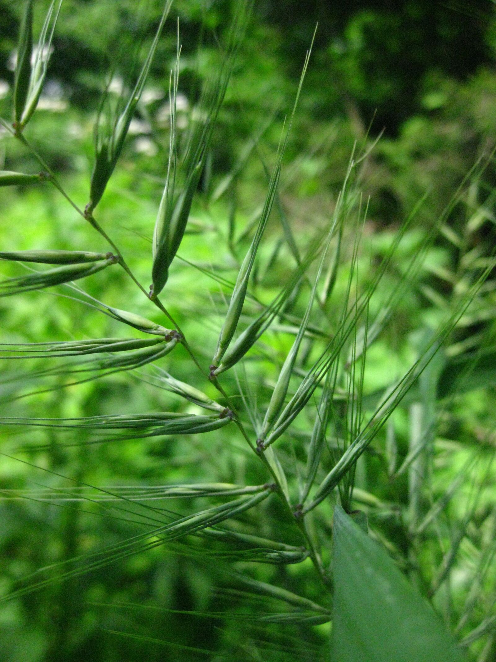 Canon PowerShot SD1100 IS (Digital IXUS 80 IS / IXY Digital 20 IS) sample photo. Seeds, grass, wild photography