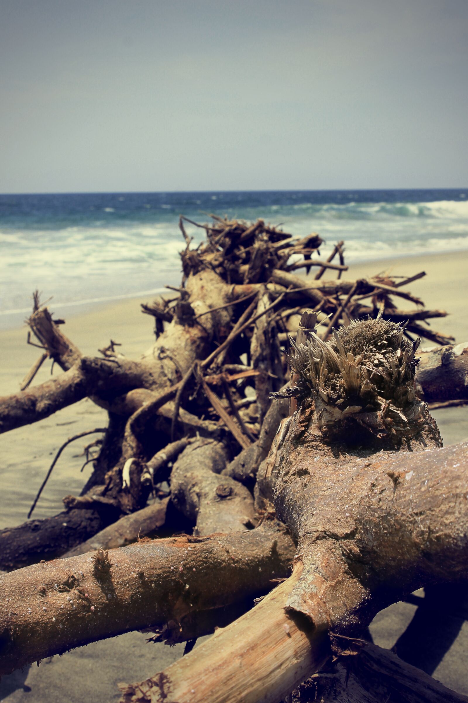 Canon EOS 1100D (EOS Rebel T3 / EOS Kiss X50) sample photo. Beach, tree, nature photography