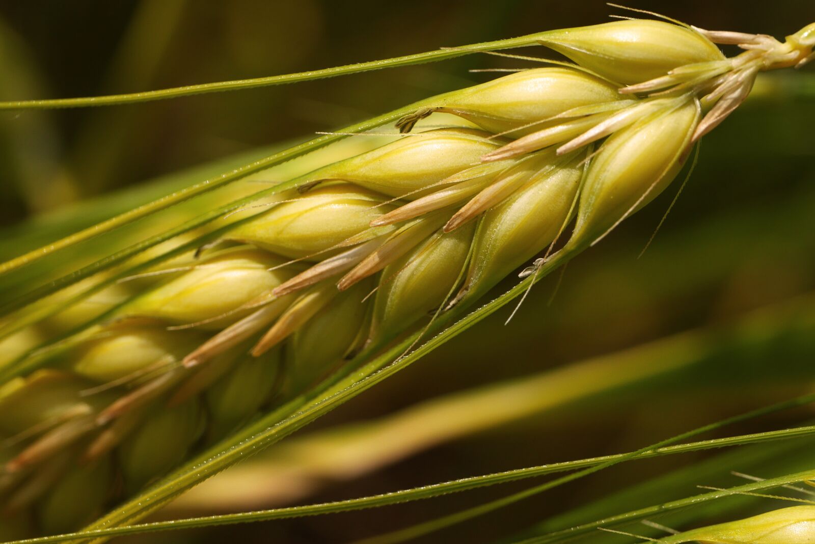 Panasonic Lumix DMC-GX7 sample photo. Ear, grain, cereals photography