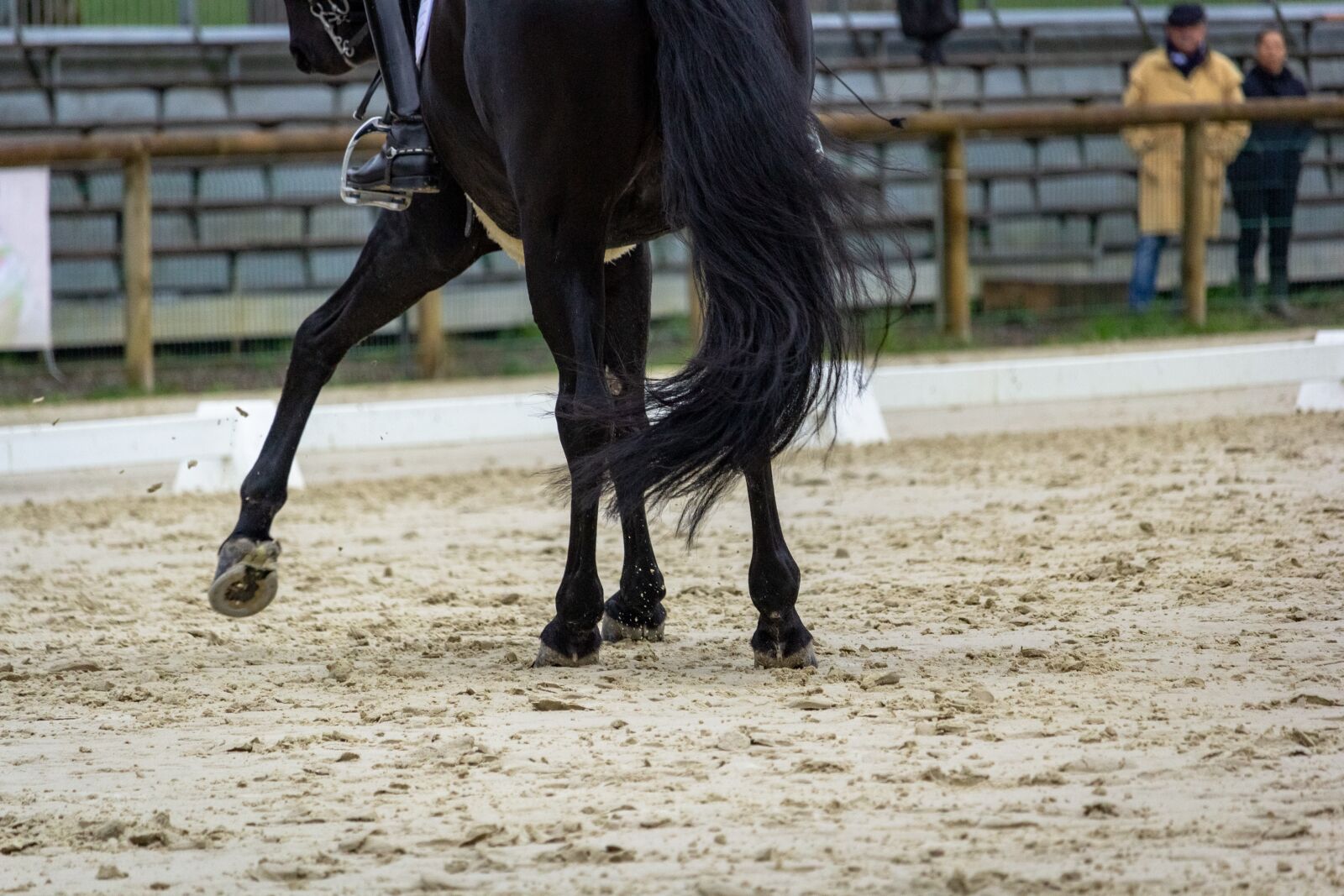 Canon EF-S 55-250mm F4-5.6 IS STM sample photo. Horse, horses, dressage photography