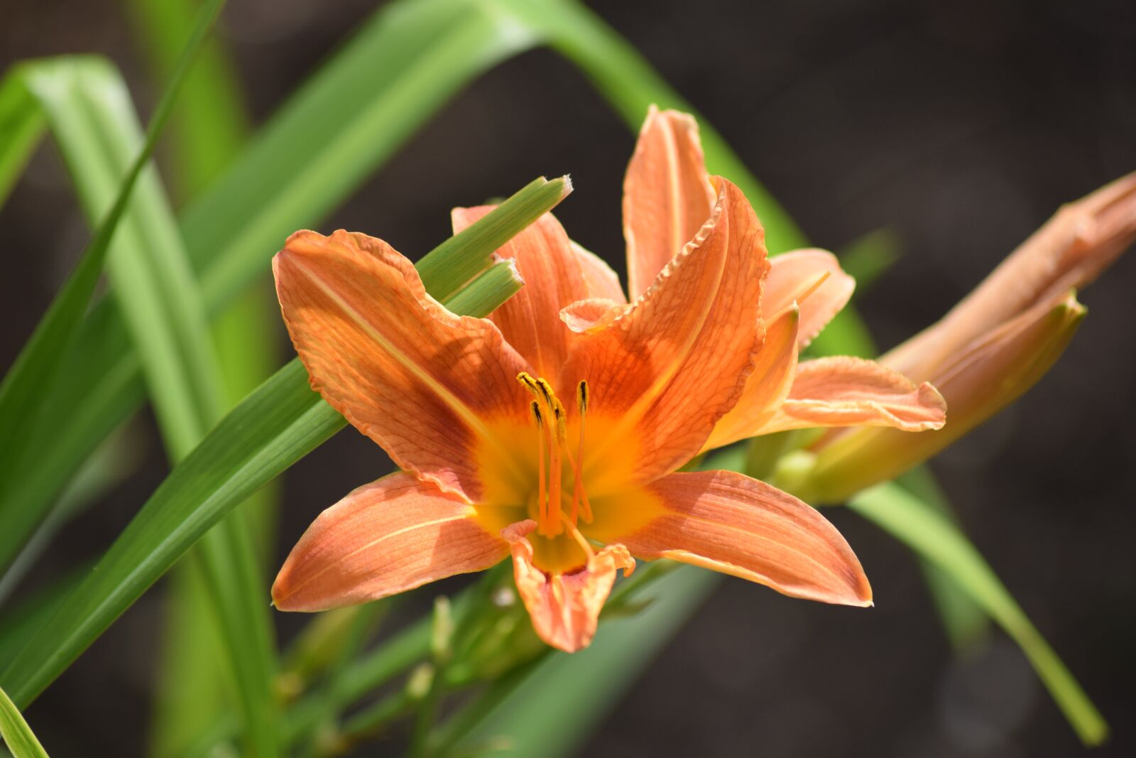 Nikon D3300 sample photo. Flower, orange, nature photography