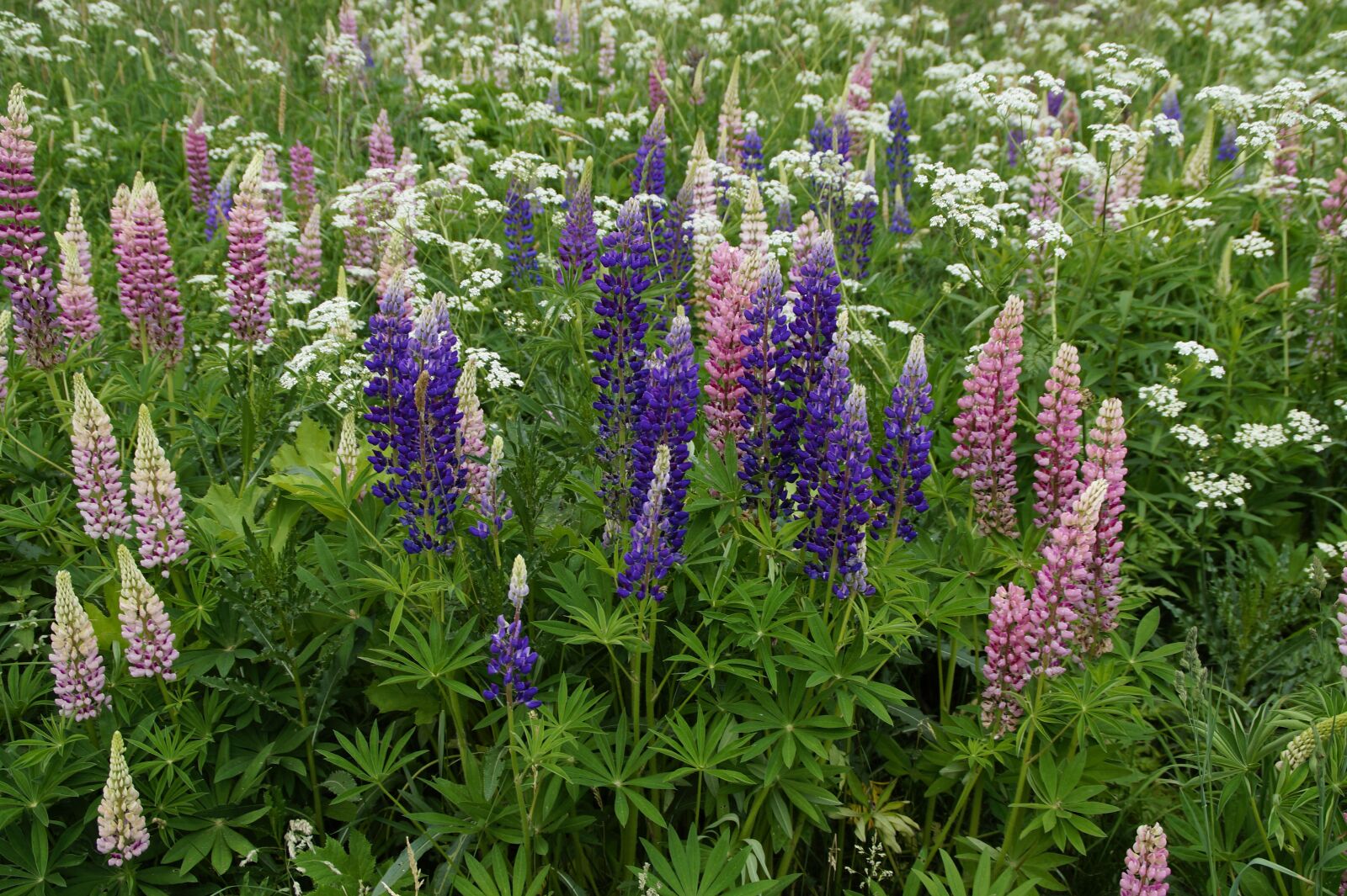 Sony SLT-A58 sample photo. Lupins, meadow, summer photography