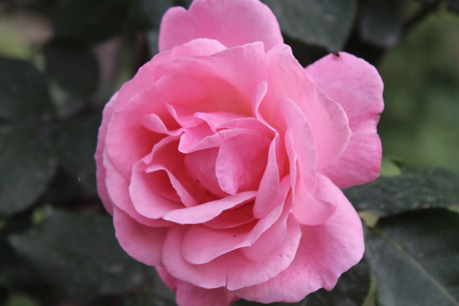 Canon EOS 700D (EOS Rebel T5i / EOS Kiss X7i) sample photo. Rose, red, flower photography