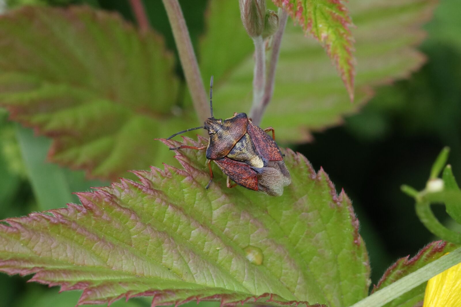 Tamron SP 90mm F2.8 Di VC USD 1:1 Macro sample photo. Bug, graphosoma, grass photography