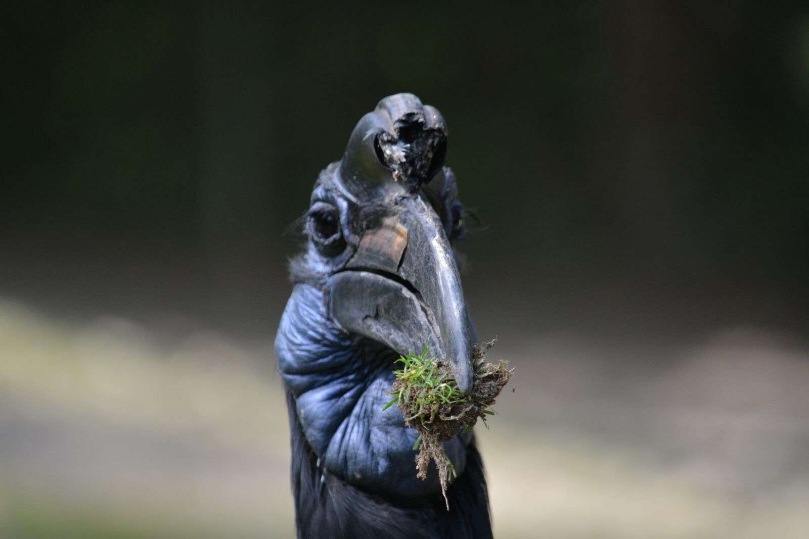 Nikon D5200 sample photo. Bird, animal, birds photography