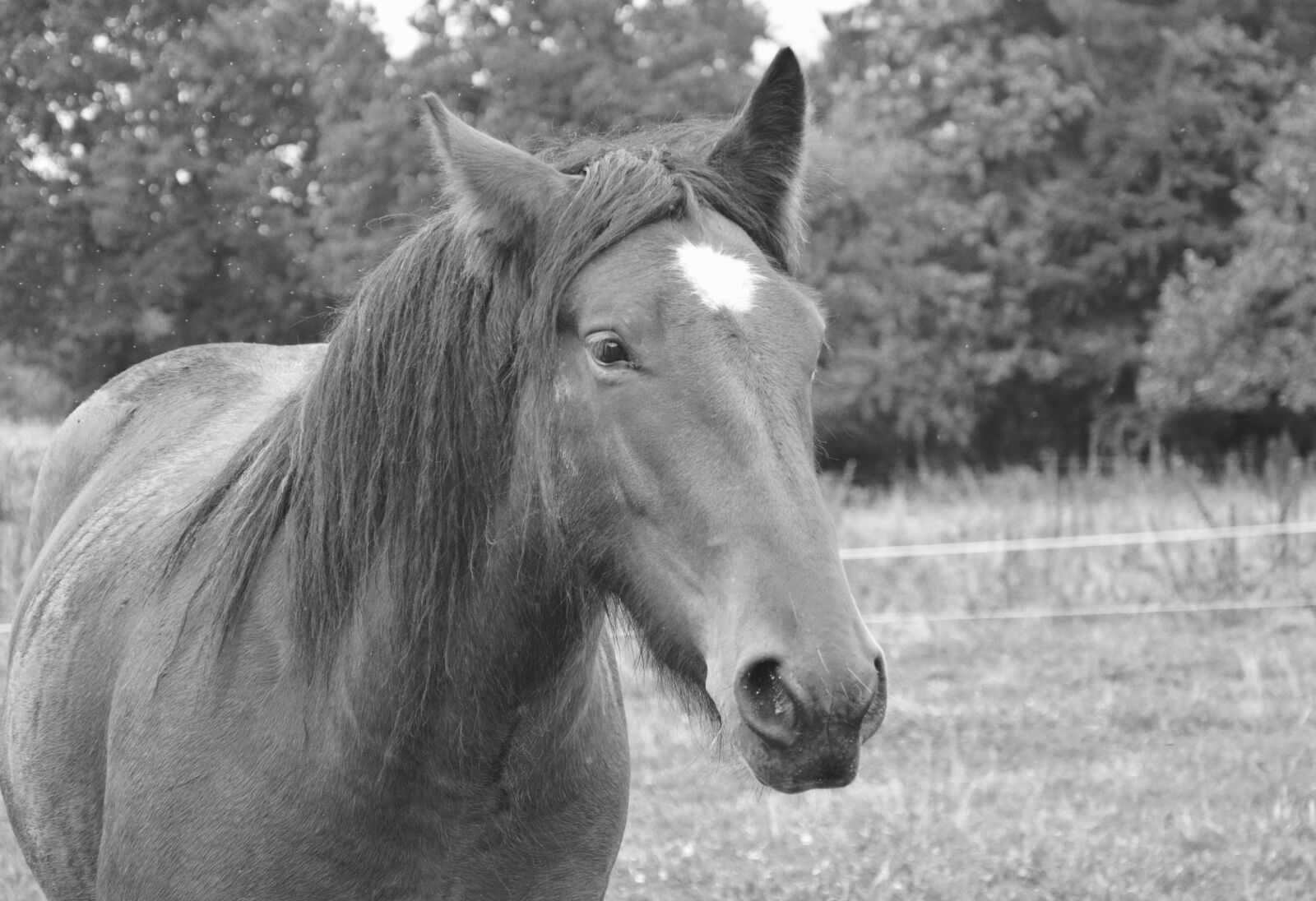 Nikon D5200 sample photo. Horse, portrait, photo black photography
