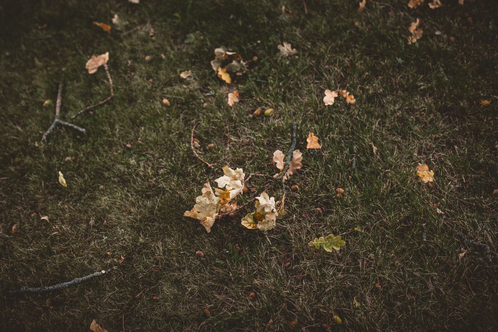 Sigma 35mm F1.4 DG HSM Art sample photo. Branch, autumn, leaves photography