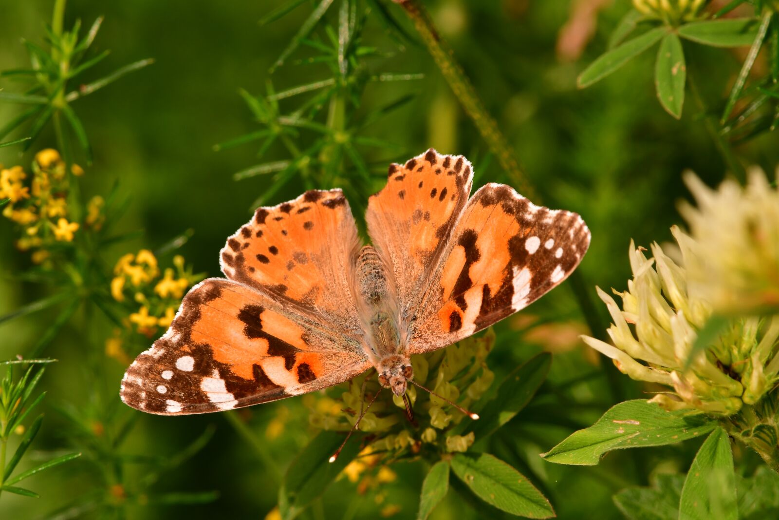 Nikon D7500 sample photo. Insect, butterfly, ali photography