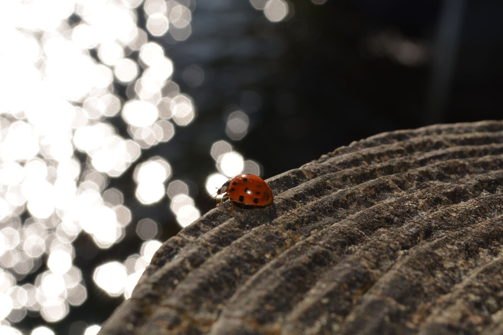 Nikon D5200 sample photo. Desktop, nature, closeup photography