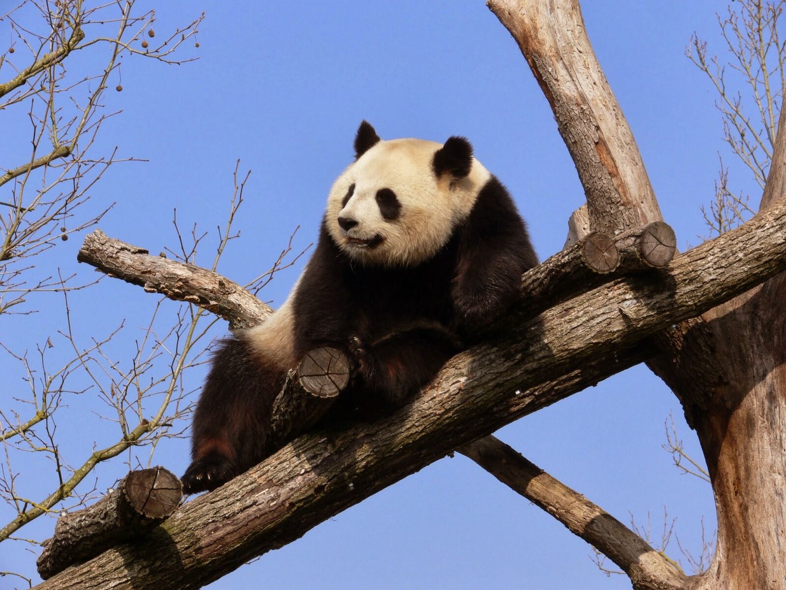 Panasonic DMC-FZ30 sample photo. Little panda, rest, branches photography