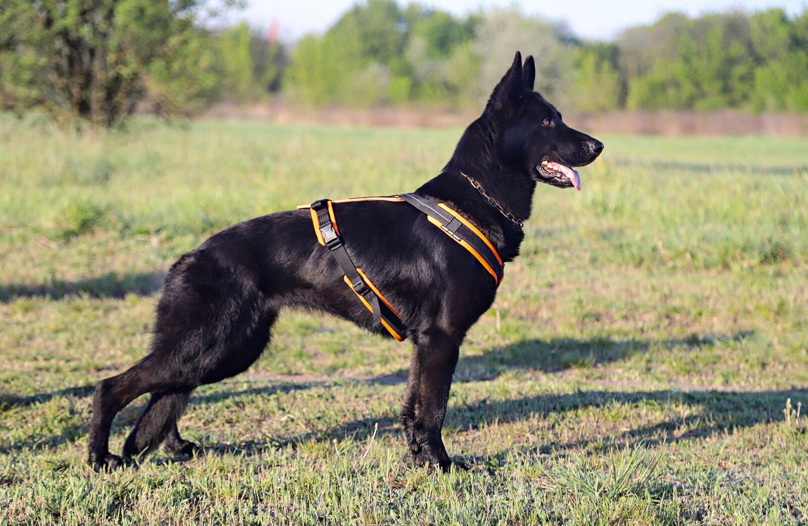 Canon EOS 6D Mark II sample photo. Black, dog, german shepherd photography