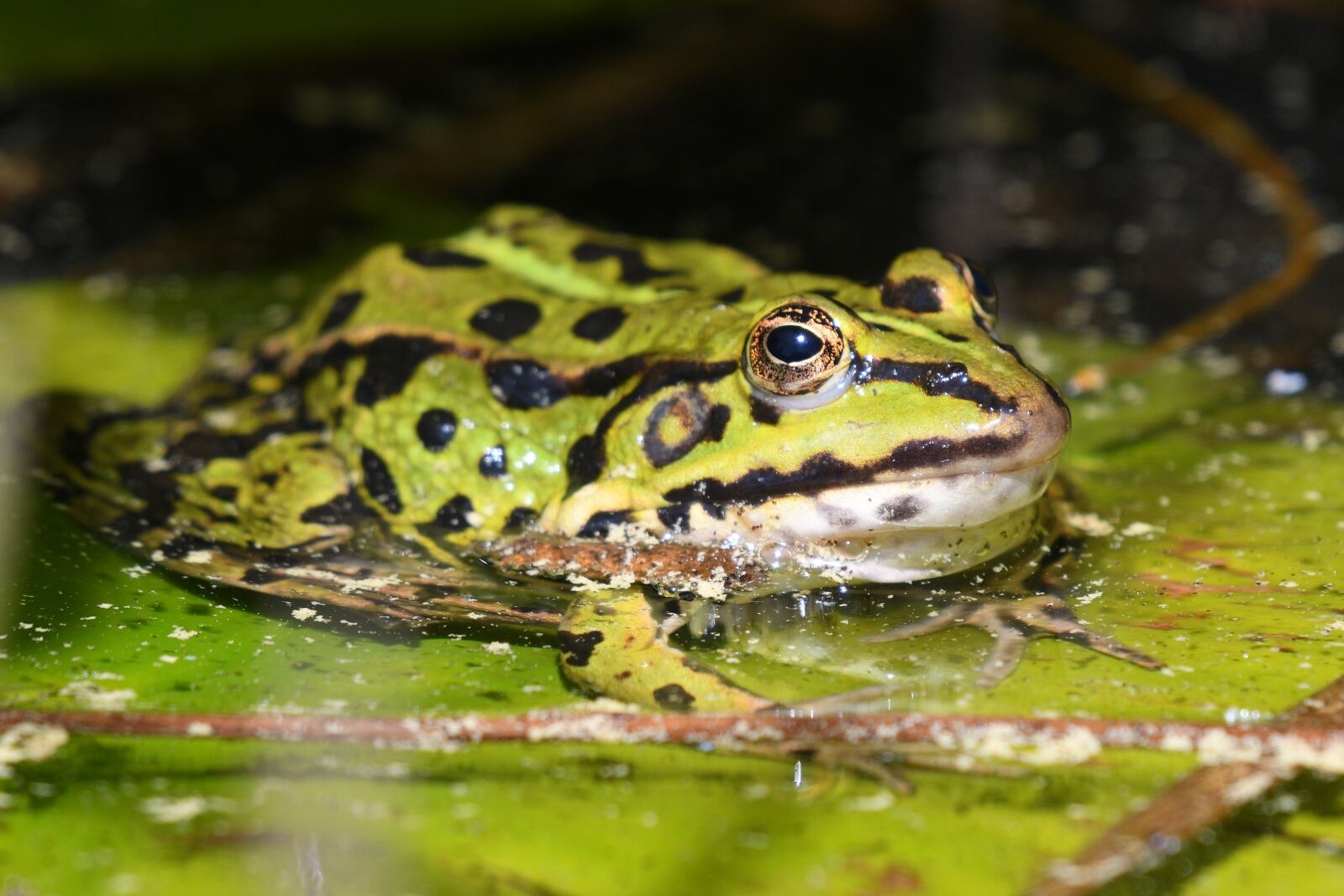 Nikon D500 sample photo. Frog, water lily, nature photography