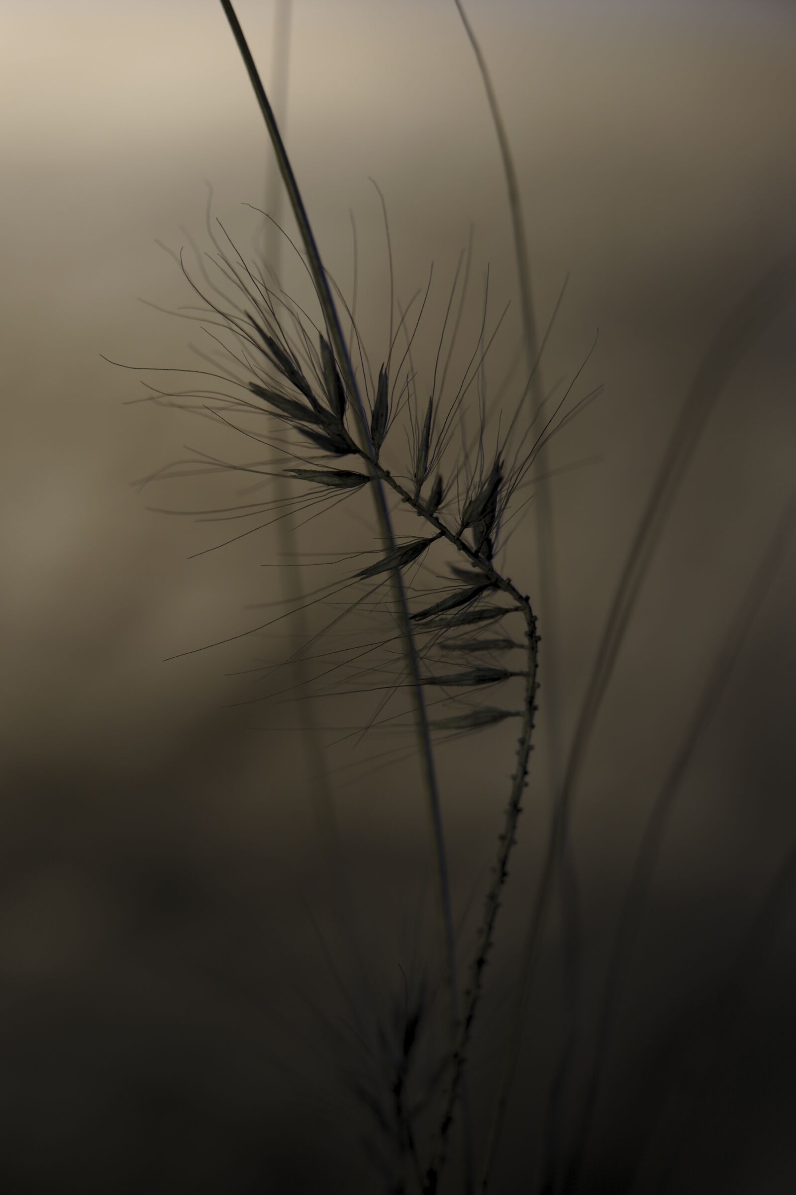 Canon EOS 6D Mark II sample photo. Trist, fog, blades of photography