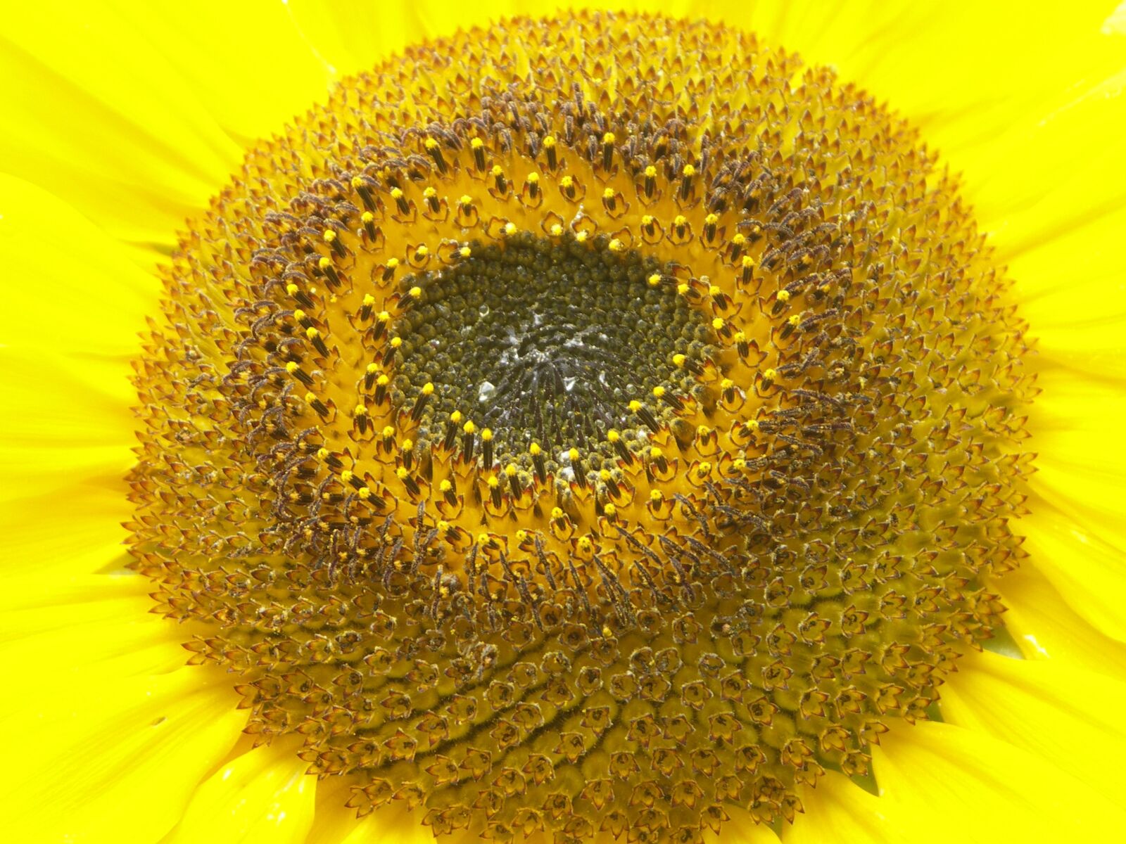 KONICA MINOLTA DiMAGE A200 sample photo. Sunflower, flower, yellow photography