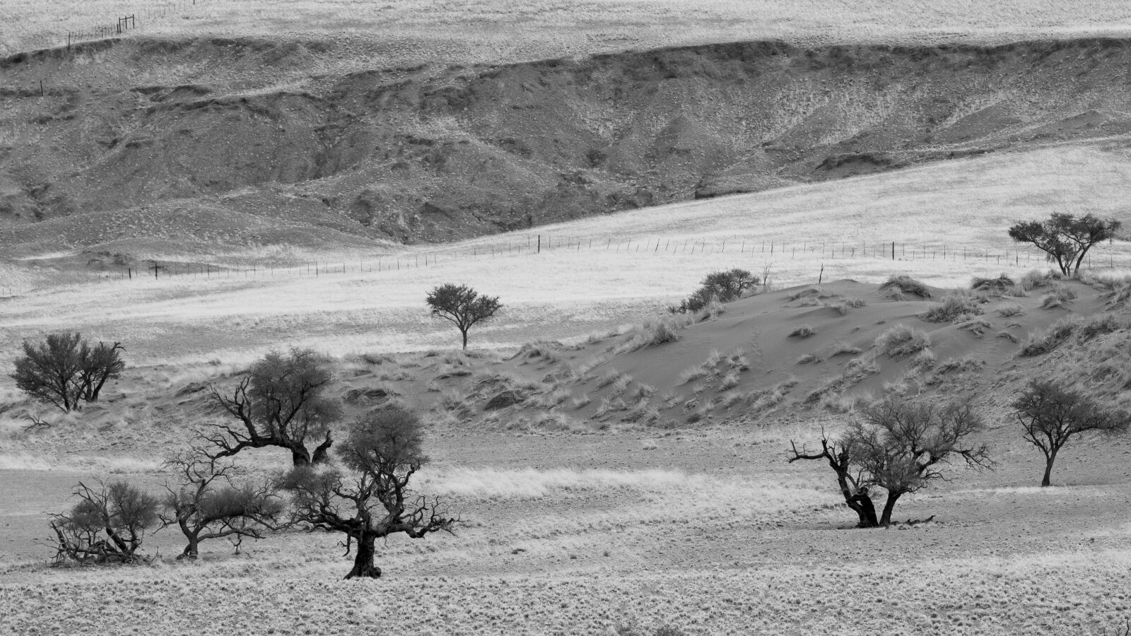 Olympus Zuiko Digital ED 150mm F2.0 sample photo. The living desert, namib photography