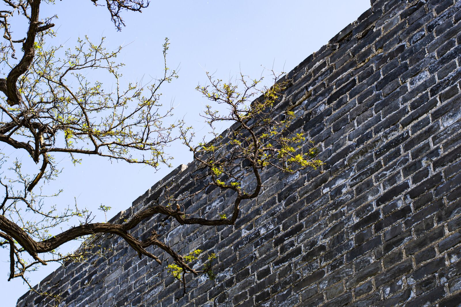 Nikon D7500 sample photo. Plant, wall, leaf photography