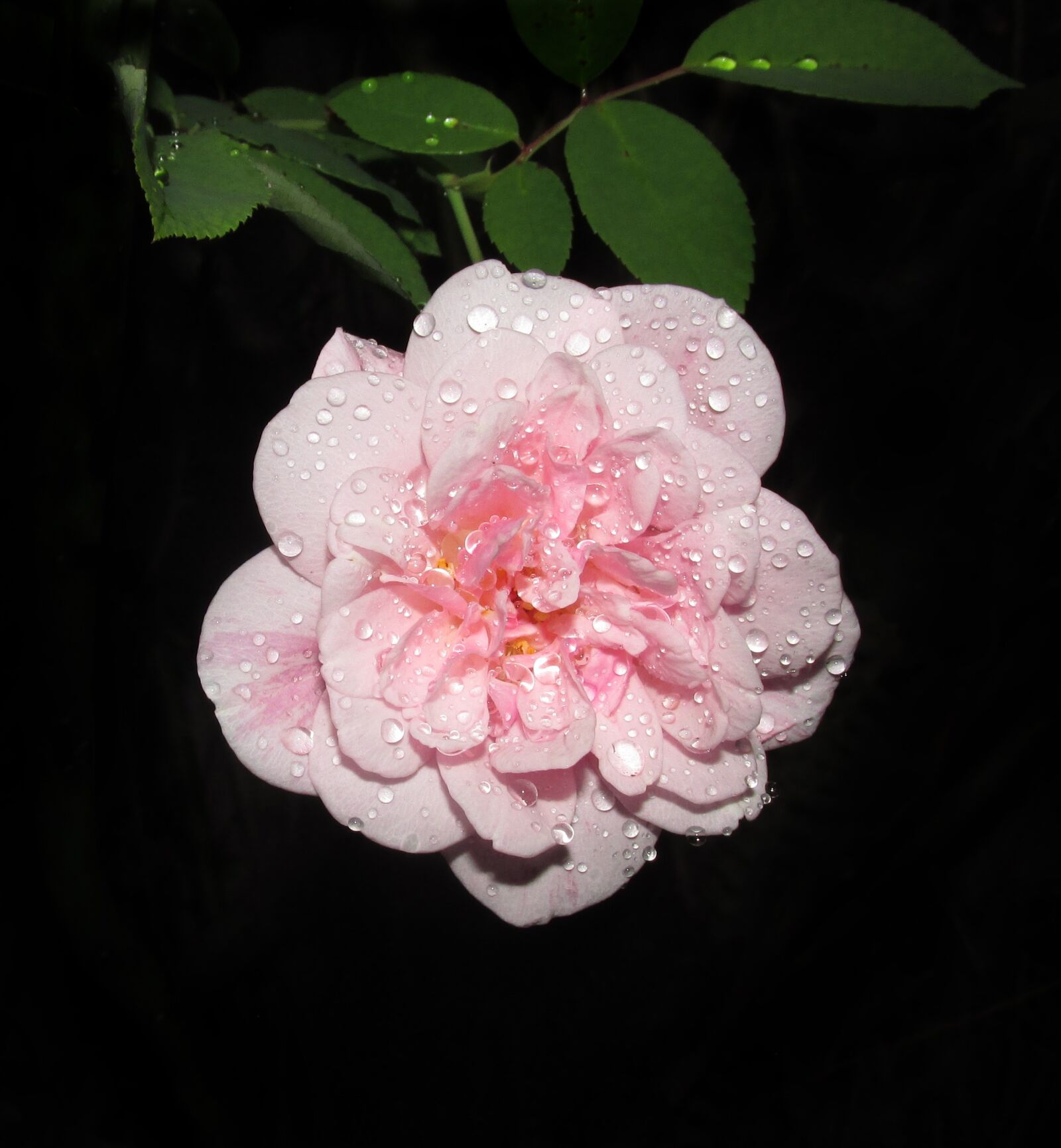 Canon PowerShot SX170 IS sample photo. Rain drops, flower, pink photography