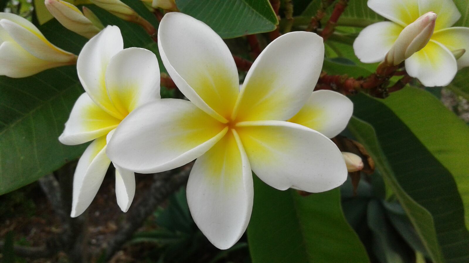Samsung Galaxy J2 sample photo. Flower, tropical, frangipani photography