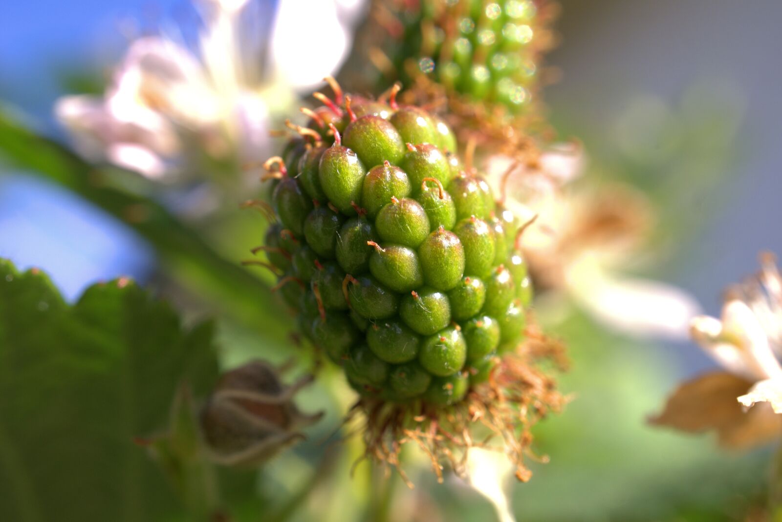Sony E 30mm F3.5 Macro sample photo. Blackberry, fruit, nature photography