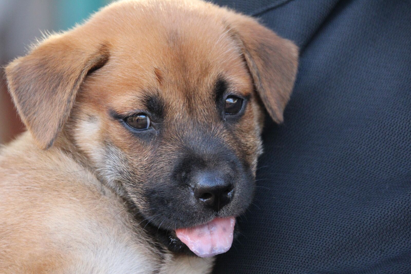 Canon EOS 1200D (EOS Rebel T5 / EOS Kiss X70 / EOS Hi) sample photo. Dog, pet, cute photography