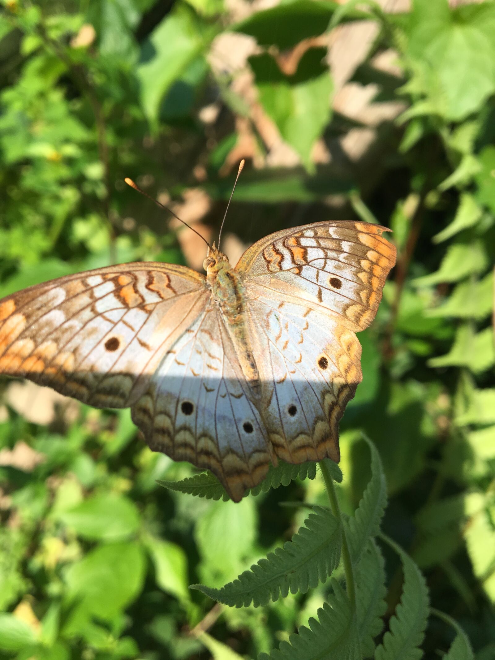 Apple iPhone 6s sample photo. Butterfly, nature, fauna photography