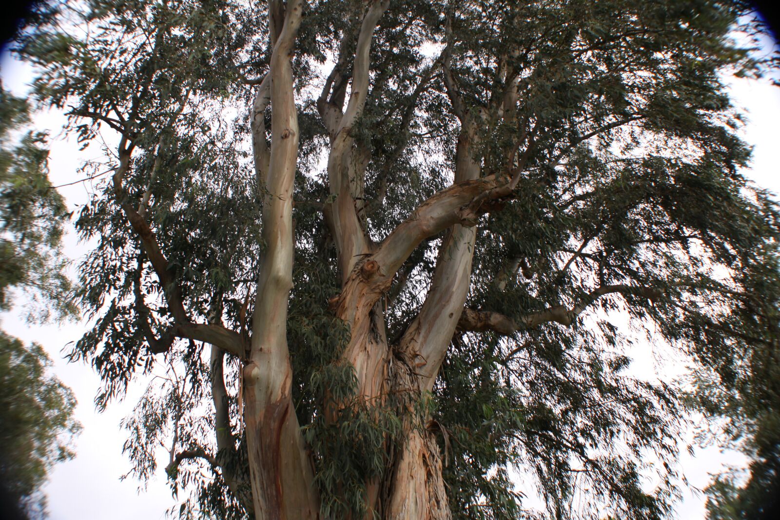 Canon EOS 50D sample photo. Tree, park, nature photography
