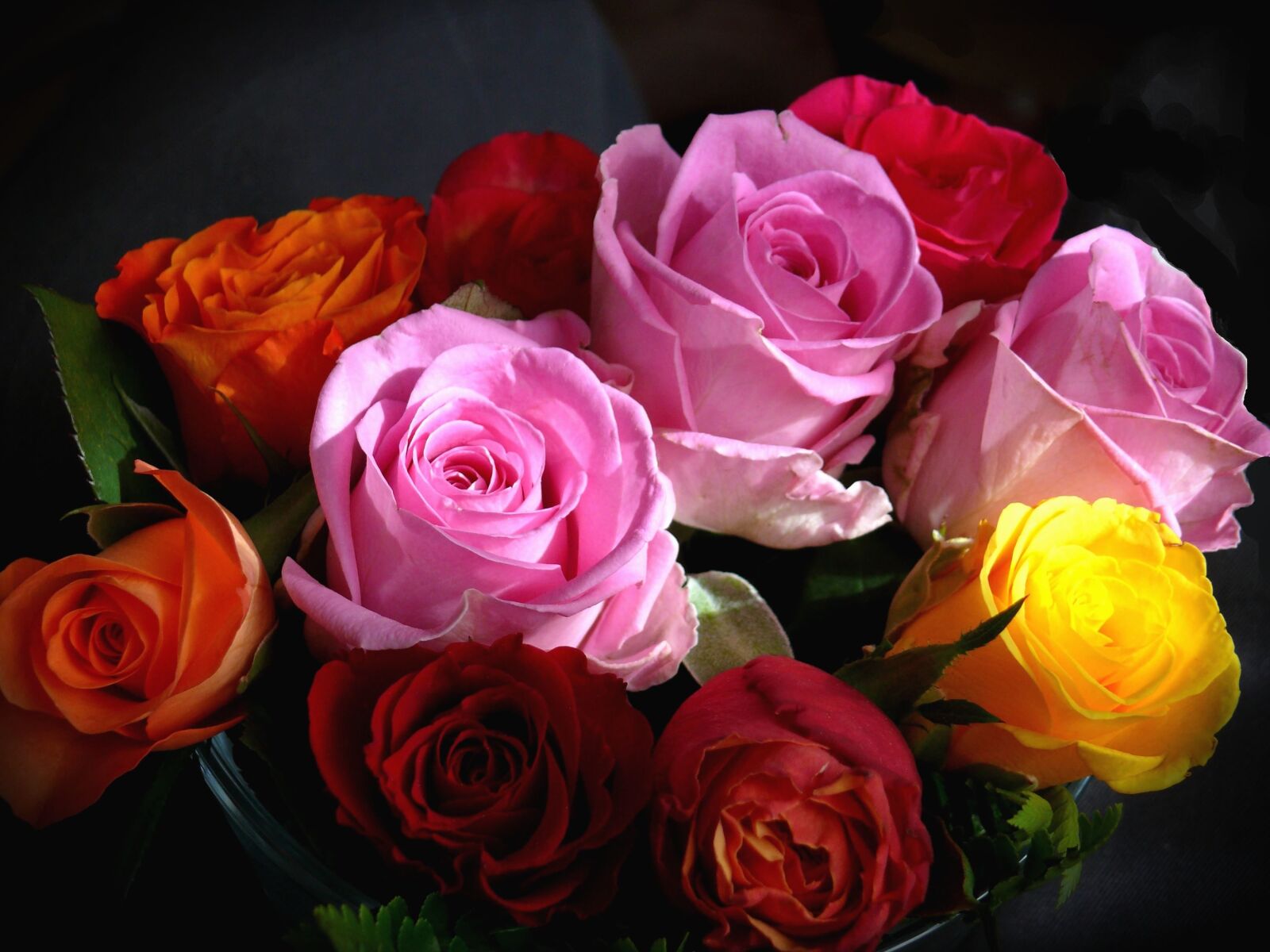 Panasonic DMC-FZ50 sample photo. Roses, color, colorful, petals photography