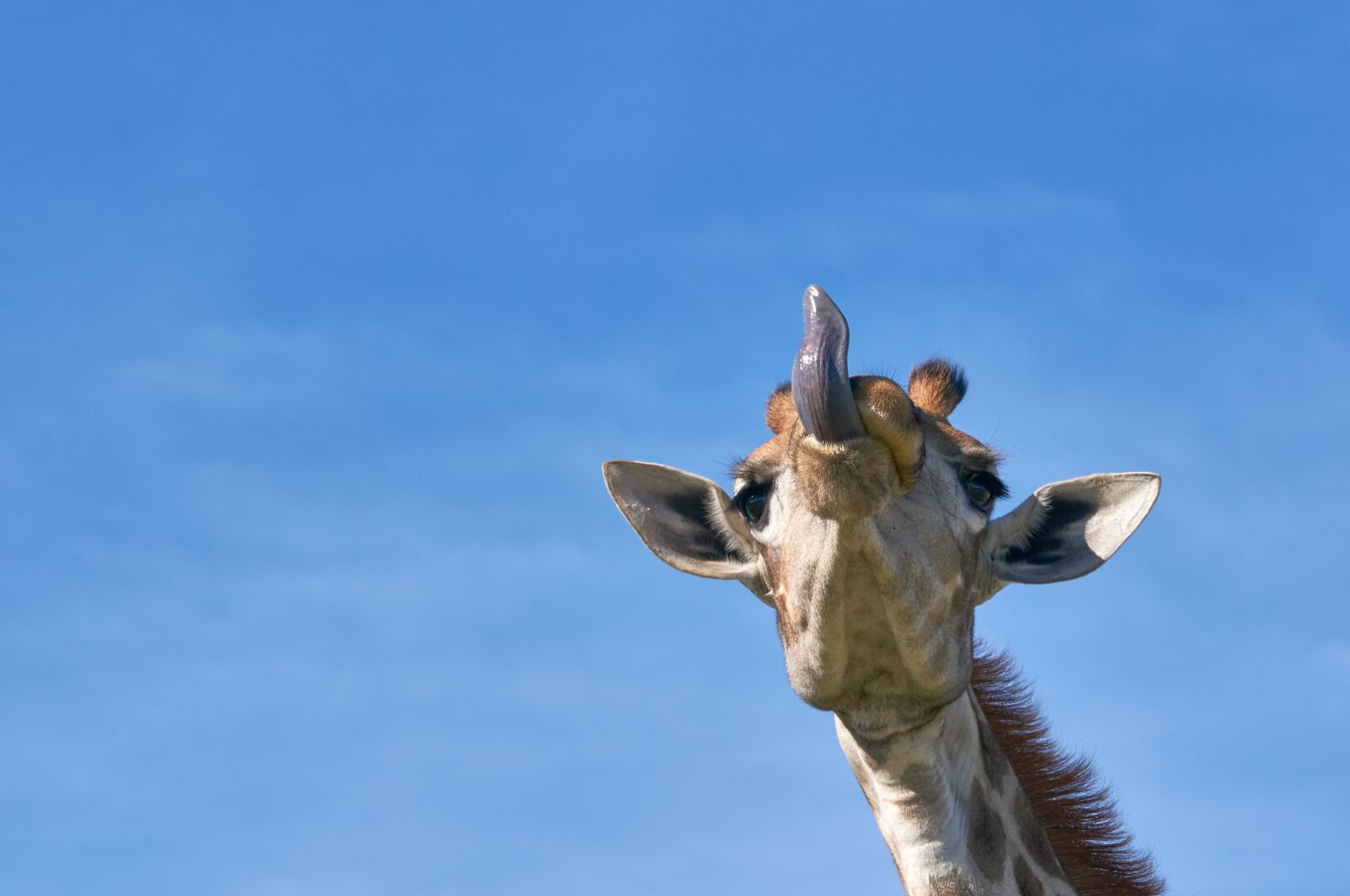 Sony Alpha NEX-6 sample photo. Giraffe, tongue, safari photography