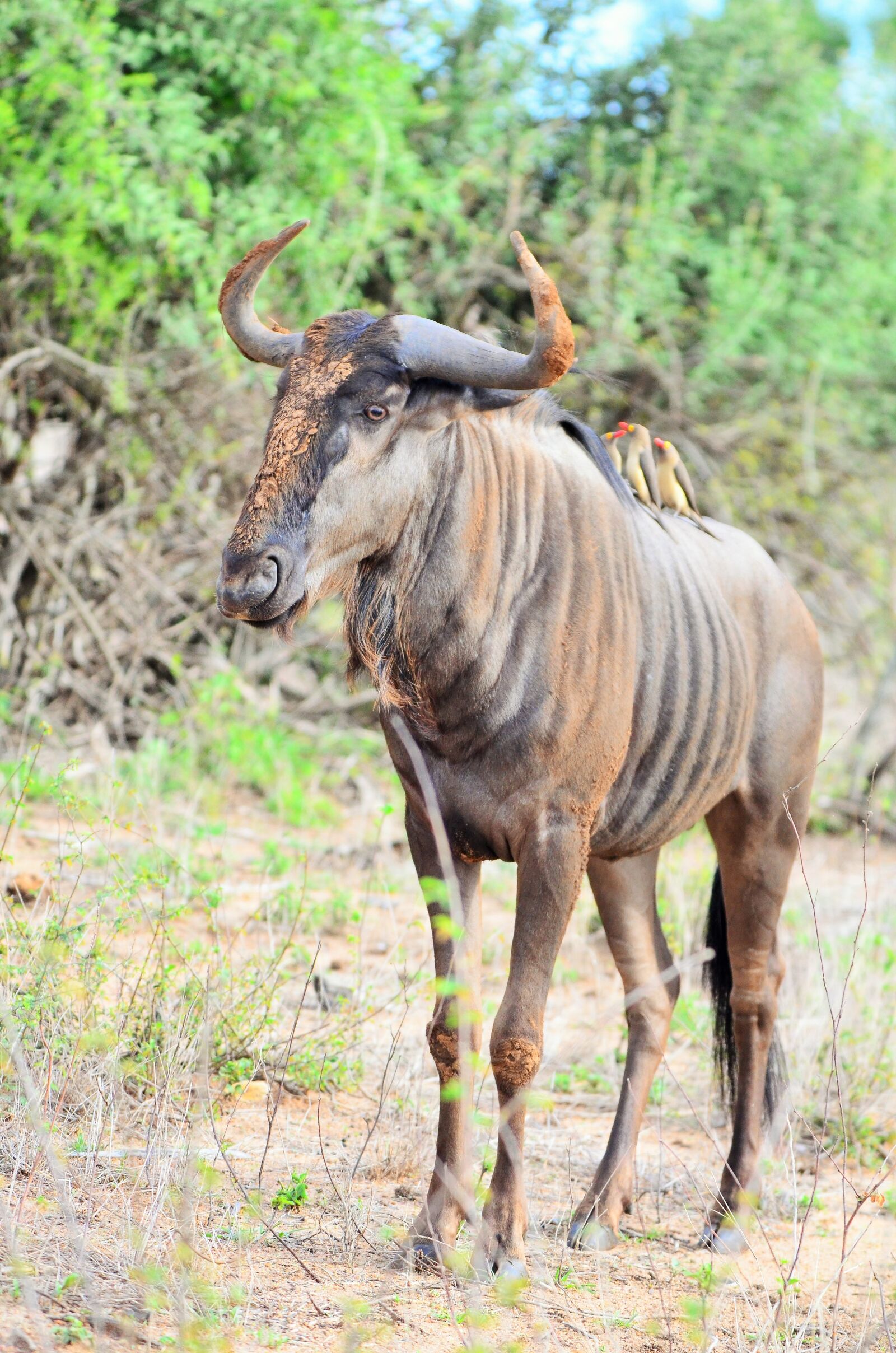 Nikon D7000 sample photo. Wildebeest, gnu, kruger national photography