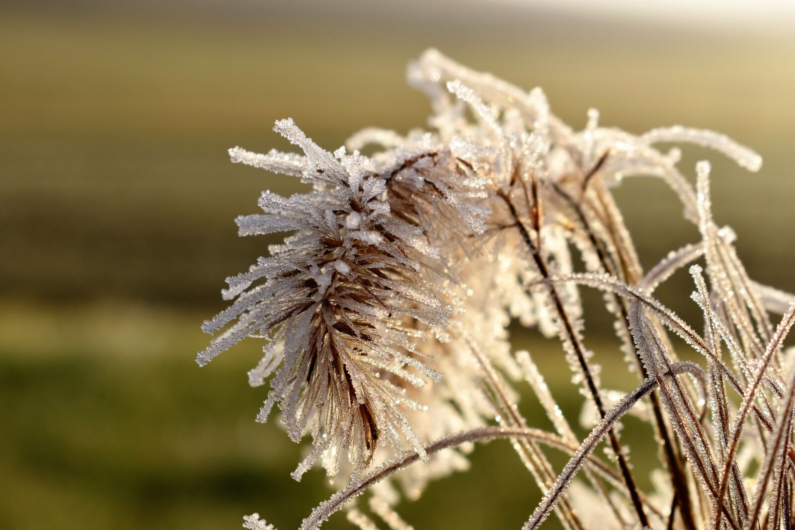 Nikon D5500 sample photo. Leaf, grass, frost photography