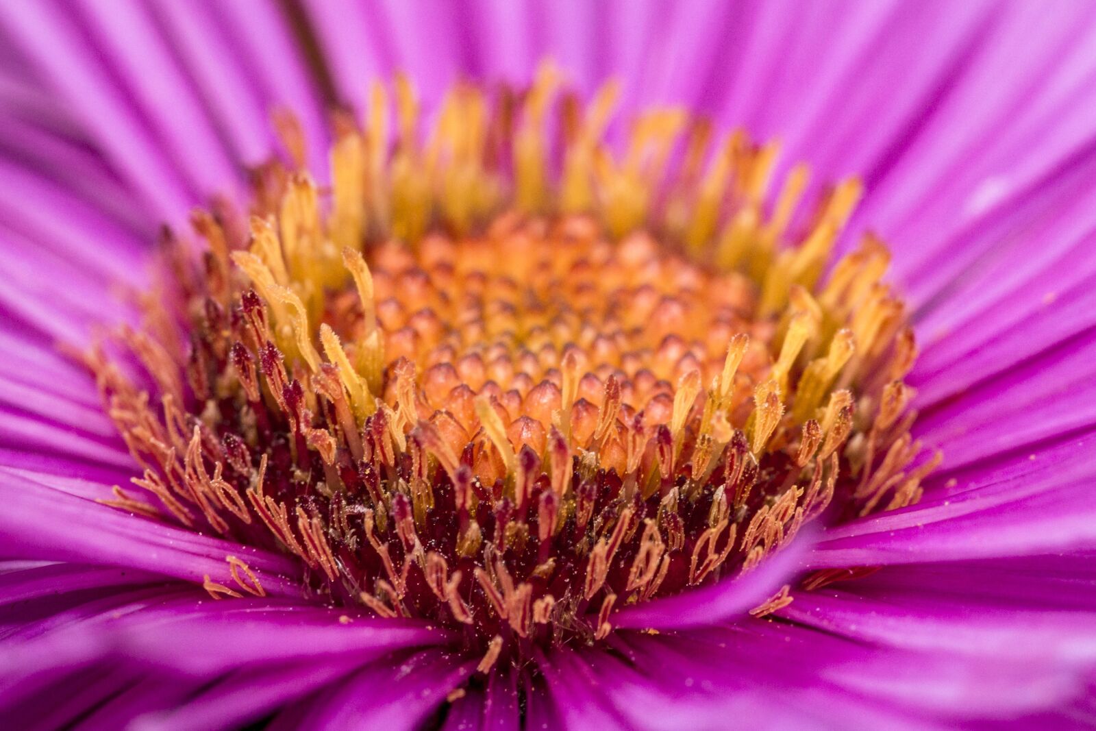 Canon EOS 70D sample photo. Flower, macro, blossom photography