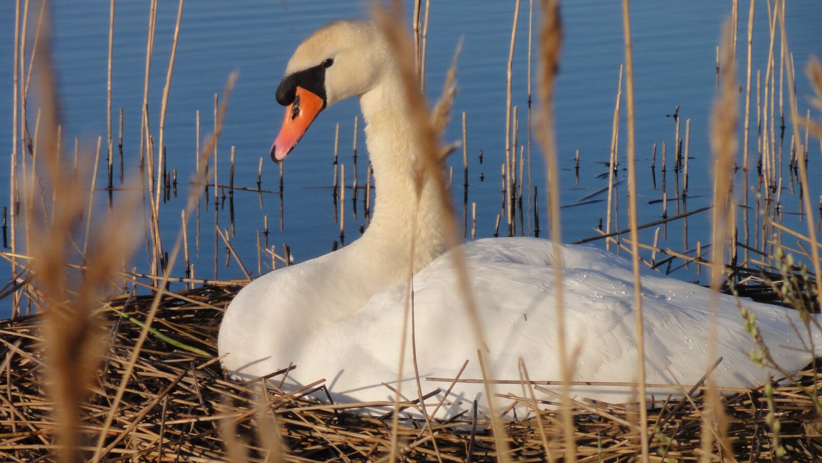 Sony DSC-HX5V sample photo. Swan, nest, water photography