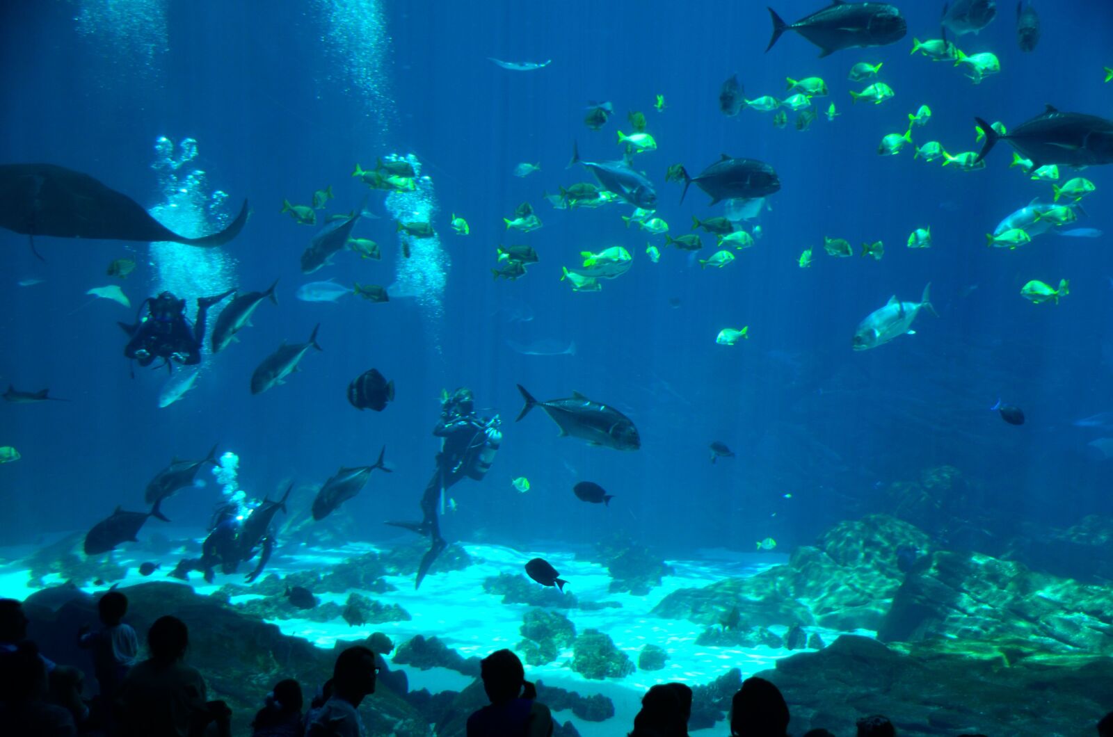 Nikon D7000 sample photo. Salt water, aquarium, diver photography