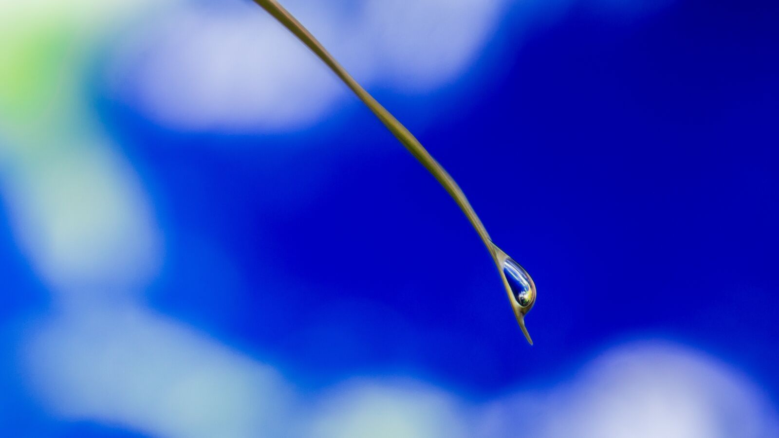 Canon EOS 70D sample photo. Blade of grass, earth photography