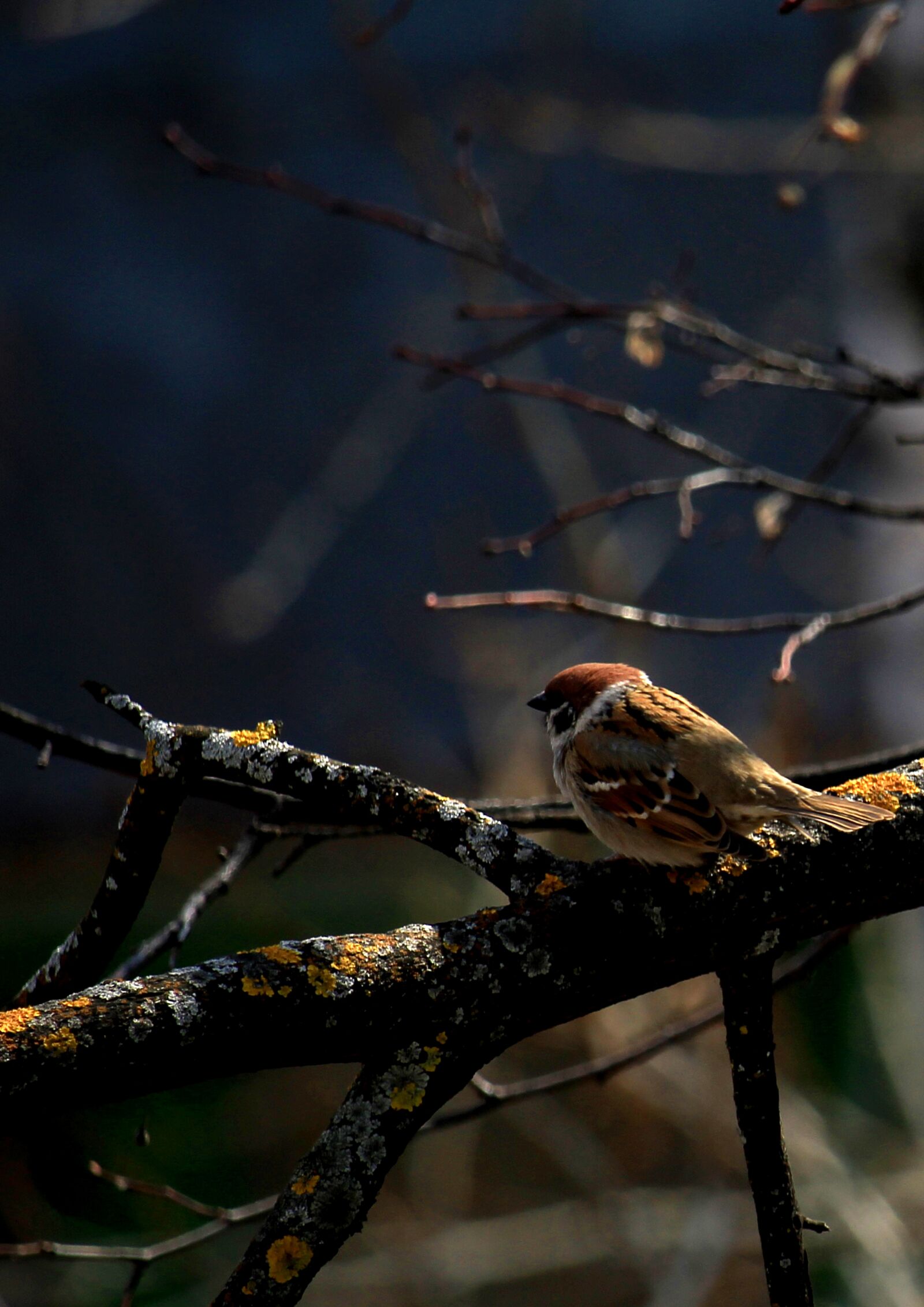 Canon EF-S 55-250mm F4-5.6 IS STM sample photo. Sparrow, birdie, bird photography
